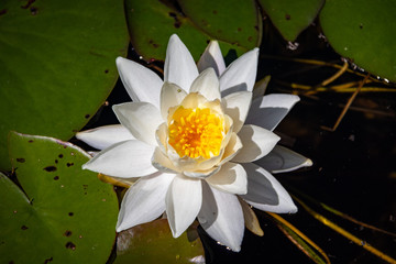 White flowering water lily in Canadian creek