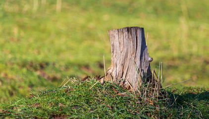 Obraz premium Stump from a sawn tree in nature