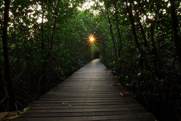 Obraz premium Perspective of wood bridge in mangrove forest crossing water stream and glowing light at the end of wooden ways.