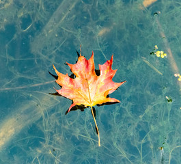 Red maple leaf floating on water