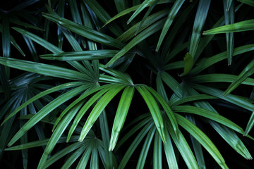 Rich dark green tropical leaf texture background, spa background concept
