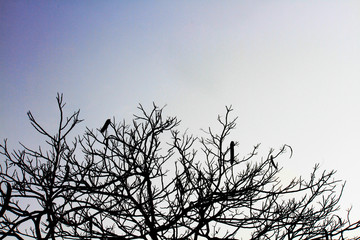 Silhouette Dry branches silhouette on dark sky