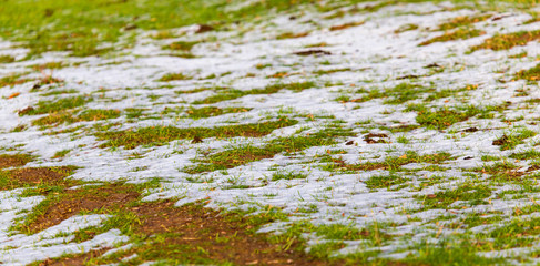 Snow on the green grass in spring