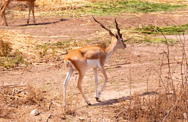 Young gazella bennettii or chinkara walking in the nature habitat. Beautiful chinkara walking in the opened forest. Indian wildlife