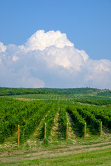 Long rows of vineyards on the Taman Peninsula. Krasnodar region.