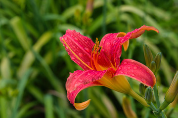 Pink daylilies flowers or Hemerocallis. Daylilies on green leaves background. Flower beds with flowers in garden. Closeup. Soft selective focus.