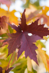 Maple branch with autumn red and yellow leaves