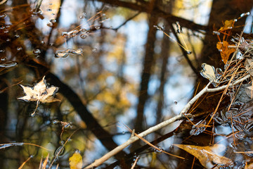 Colorful autumn foliage, trees and sky reflect on a stream in the forest ~LOOKING GLASS~