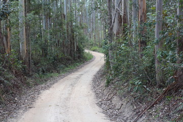 Obraz premium Estrada