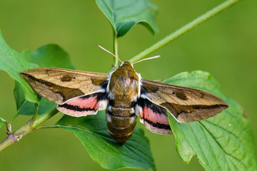Spurge Hawk-moth - Hyles euphorbiae, beautiful colored hawk-moth from European woodlands, Czech...