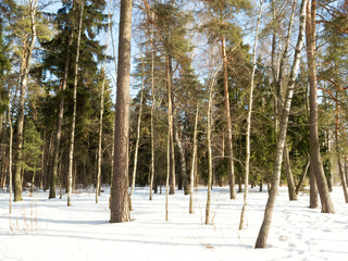 Winter landscape in forest with sun