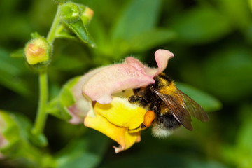 Bee inside yellow antirrhinum flower 