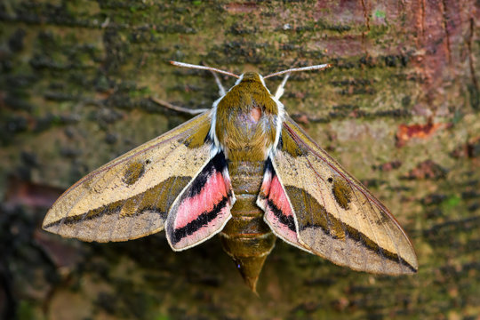 Spurge Hawk-moth - Hyles euphorbiae, beautiful colored hawk-moth from European woodlands, Czech Republic.
