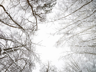 Winter landscape. Treetops against the cloudy sky. Camera up