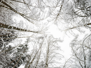 Winter landscape. Treetops against the cloudy sky. Camera up