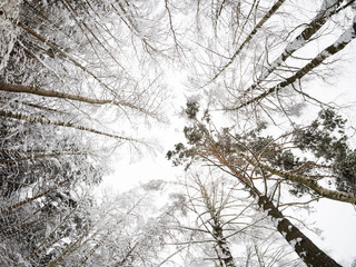 Winter landscape. Treetops against the cloudy sky. Camera up