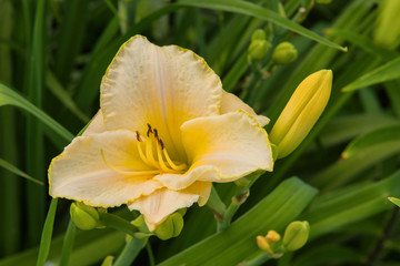 Fototapeta premium Pale Yellow daylilies flowers or Hemerocallis. Daylilies on green leaves background. Flower beds with flowers in garden. Closeup. Soft selective focus.