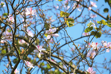 Beautiful Blossom white Wild Himalayan Cherry Branches with blue sky