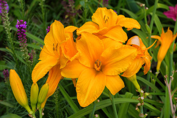 Fototapeta premium Orange daylilies flowers or Hemerocallis. Daylilies on green leaves background. Flower beds with flowers in garden. Closeup. Soft selective focus.