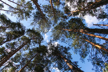 Beautiful pine forest