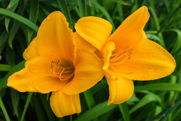 Obraz na płótnie Canvas Orange daylilies flowers or Hemerocallis. Daylilies on green leaves background. Flower beds with flowers in garden. Closeup. Soft selective focus.