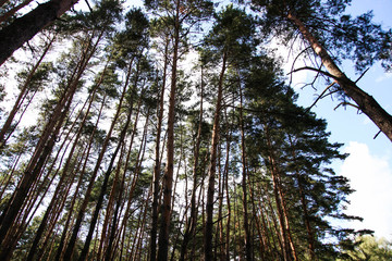 Fototapeta premium Beautiful pine forest