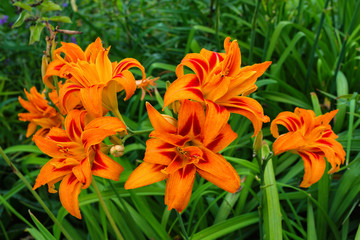Daylilies flowers or Hemerocallis. Daylilies on green leaves background in summer. Flower beds with flowers in garden. Soft selective focus.