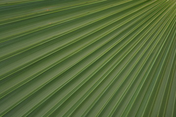 A close up of a palm tree leave