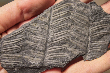 Petrified Horsetail. Imprint of an ancient plant on coal.