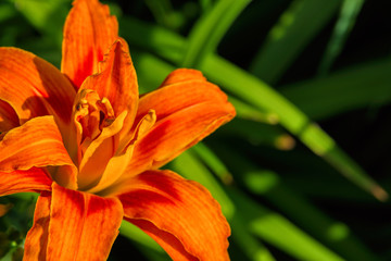 Fototapeta premium Orange daylilies flowers or Hemerocallis. Daylilies on green leaves background. Flower beds with flowers in garden. Closeup. Soft selective focus.