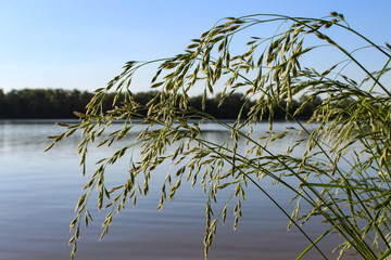 Ears of grass on the shore near the river.