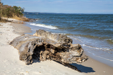 driftwood washed up on a chesapeake bay beach in calvert county southern maryland usa - obrazy, fototapety, plakaty