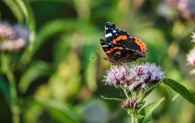 Obraz na płótnie Canvas atalanta butterfly insect in a garden