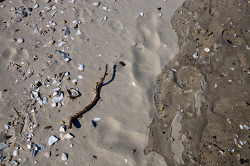 sand with shells along the beach shoreline of the chesapeake bay in southern maryland calvert county