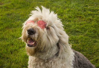 A portrait of an old english sheepdog puppy wearing pink sunglasses, selective focus