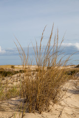 autumn grass and plant life on the beachh dunes in southern delaware sussex county cape henlopen lewes