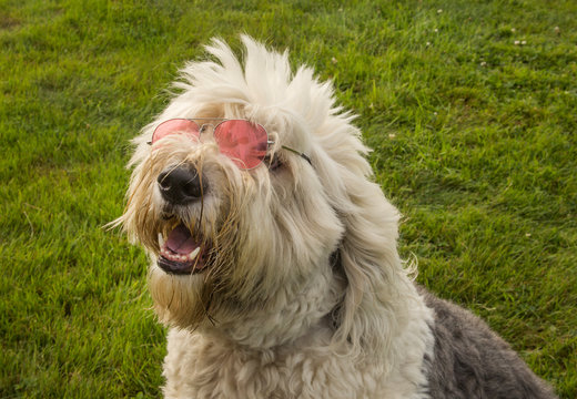 A portrait of an old english sheepdog puppy wearing pink sunglasses, selective focus