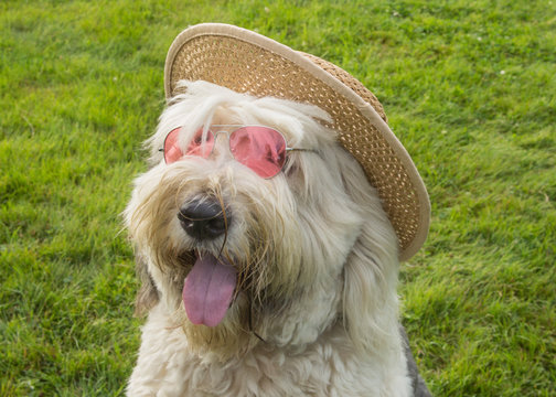 A portrait of an old english sheepdog puppy wearing  straw hat and pink sunglasses, selective focus