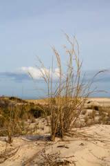 autumn grass and plant life on the beachh dunes in southern delaware sussex county cape henlopen lewes © yvonne navalaney