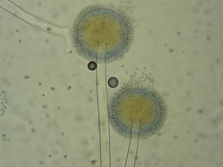 Aspergillus sp. 