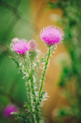 Fototapeta premium Cirsium vulgare (also known as spear thistle, bull thistle, or common thistle). closeup, selective focus.