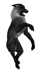 Black Wolf on White