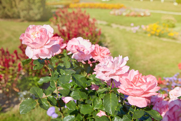 Buds of pink blooming roses in the garden, green background