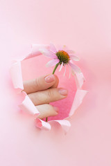Beautiful hand of a woman holding echinacea in torn paper hole on pink background