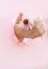 Beautiful hand of a woman holding echinacea in torn paper hole on pink background