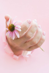 Beautiful hand of a woman holding echinacea in torn paper hole on pink background