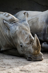 rhinocéros blanc
