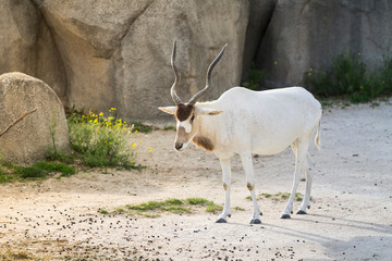 Addax, antilope à nez tacheté