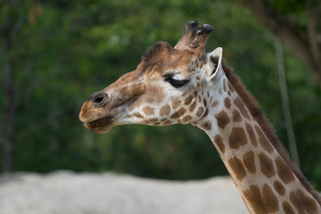 Girafe