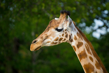 Portrait de girafe
